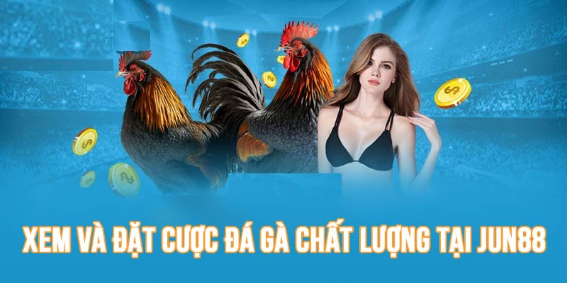 JUN88 là nơi theo dõi và đặt cược đá gà uy tín với hàng loạt ưu điểm chất lượng