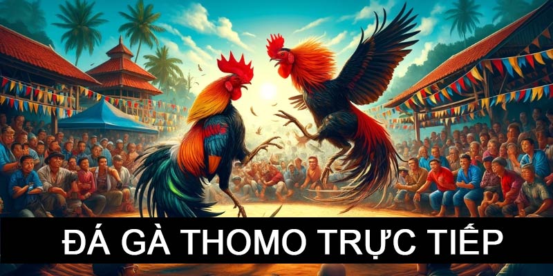 đá gà thomo trực tiếp