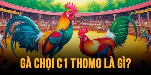 gà chọi C1 thomo