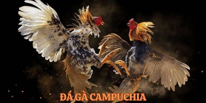 Giới thiệu đá gà campuchia